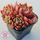 Echeveria Agavoides Gilva