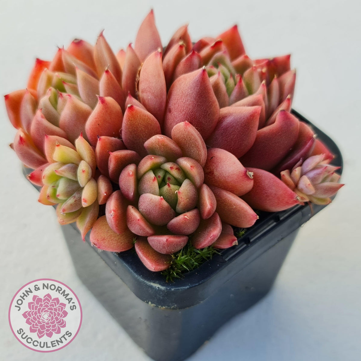 Echeveria Agavoides Gilva