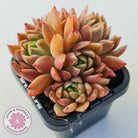 Echeveria Agavoides Gilva