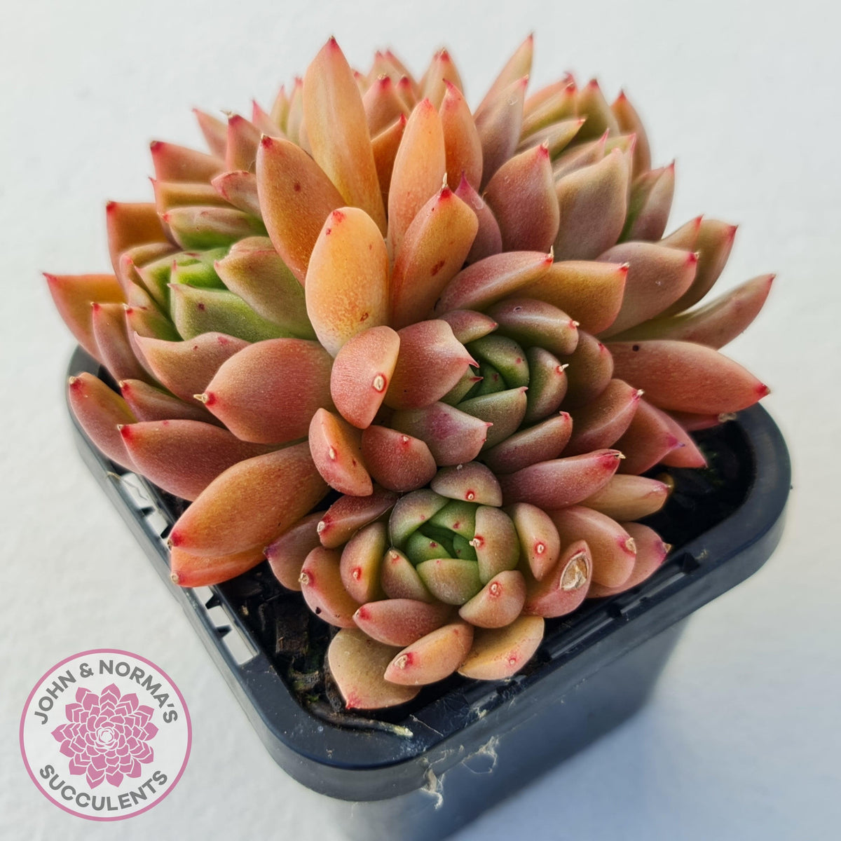 Echeveria Agavoides Gilva