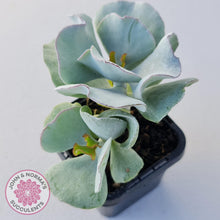 Load image into Gallery viewer, Cotyledon &#39;Silver Waves&#39; - John &amp; Norma&#39;s Succulents
