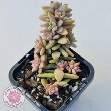 Load image into Gallery viewer, Sedeveria Pink Granite - John &amp; Norma&#39;s Succulents
