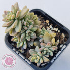 Sedeveria Pink Granite