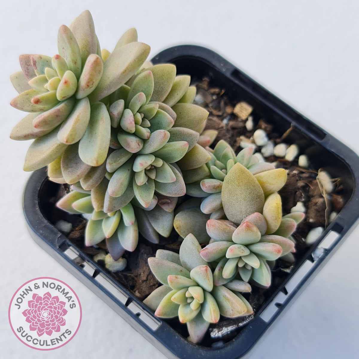 Sedeveria Pink Granite