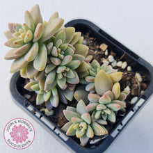 Load image into Gallery viewer, Sedeveria Pink Granite - John &amp; Norma&#39;s Succulents
