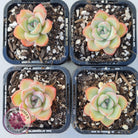 Echeveria 'Candy Puff'