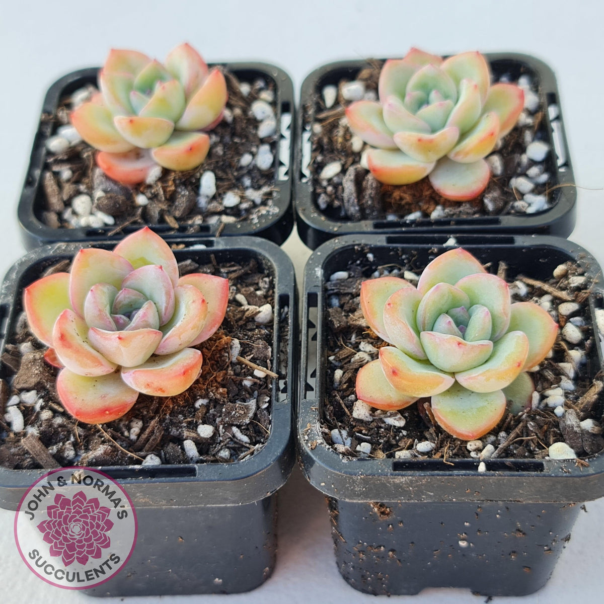 Echeveria 'Candy Puff'