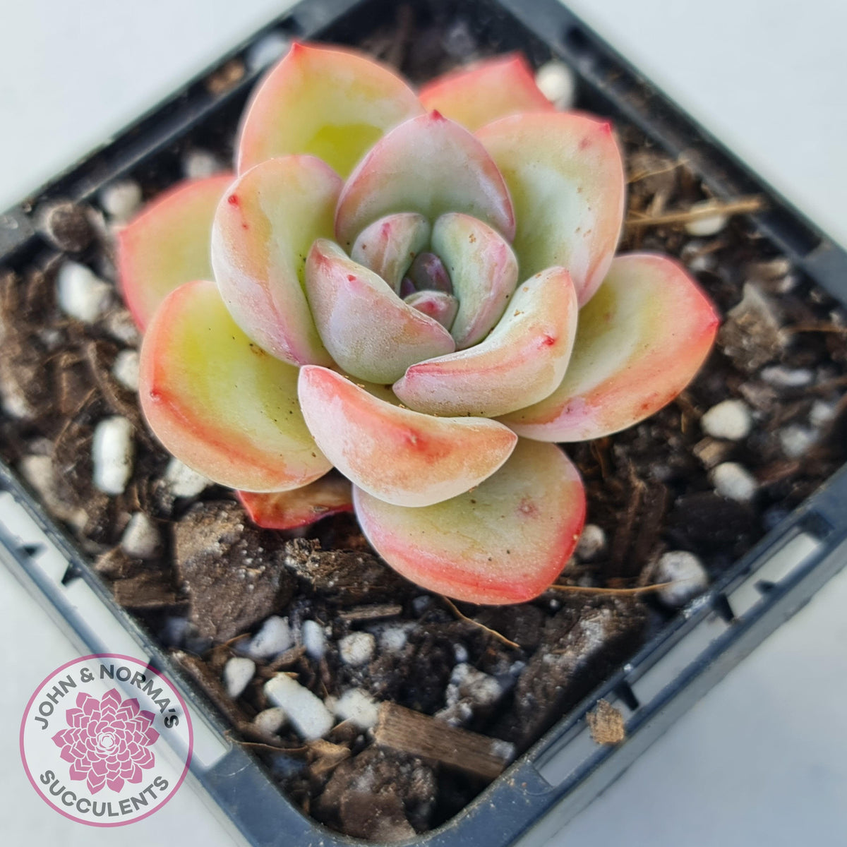 Echeveria 'Candy Puff'