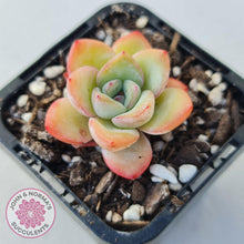 Load image into Gallery viewer, Echeveria &#39;Candy Puff&#39; - John &amp; Norma&#39;s Succulents
