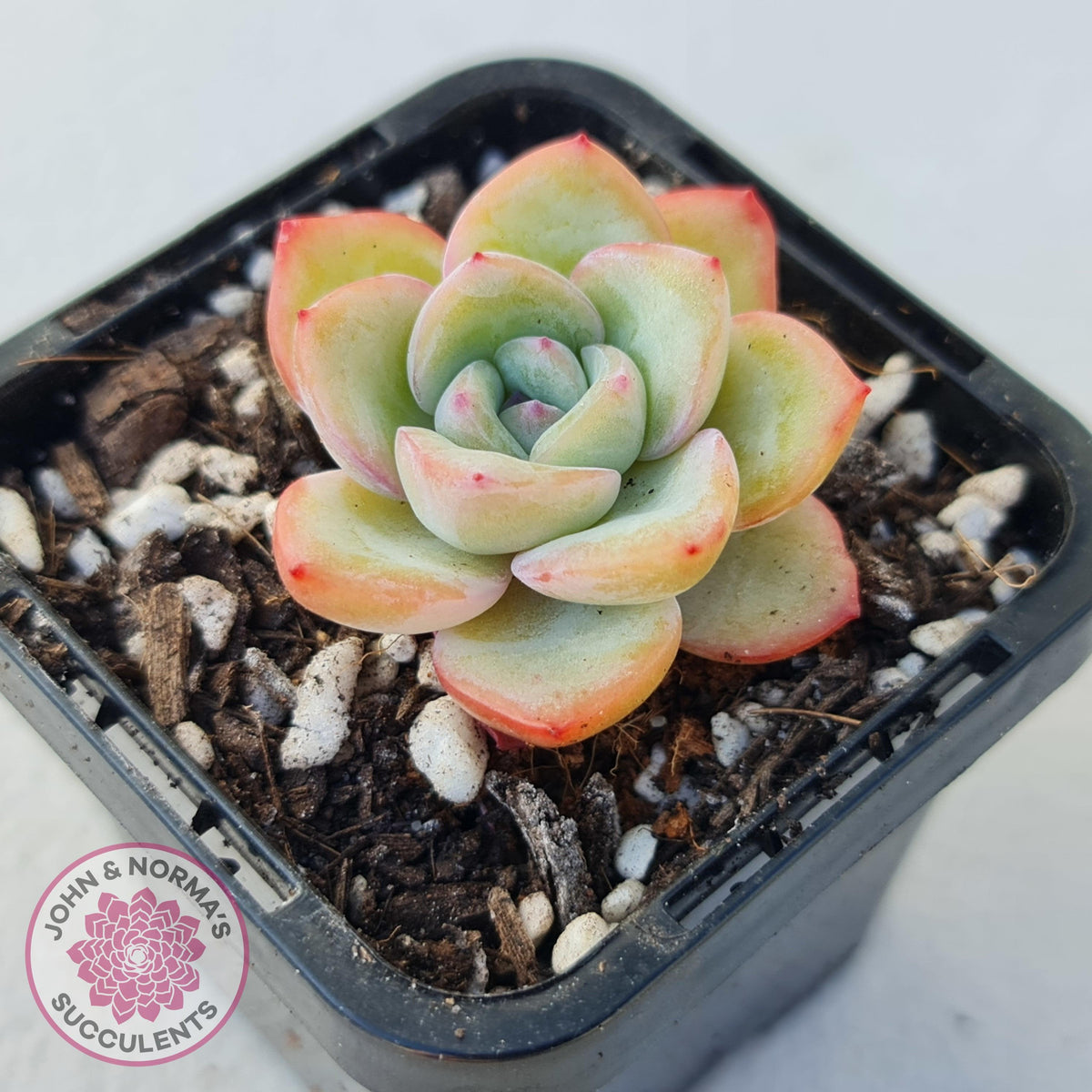 Echeveria 'Candy Puff'