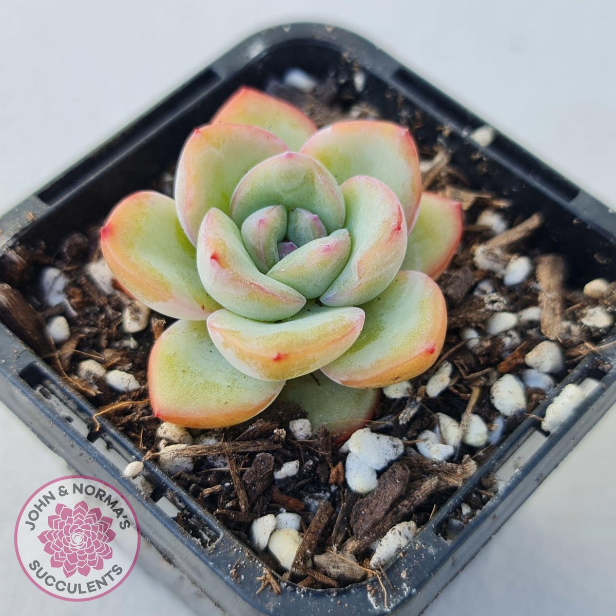 Echeveria 'Candy Puff'