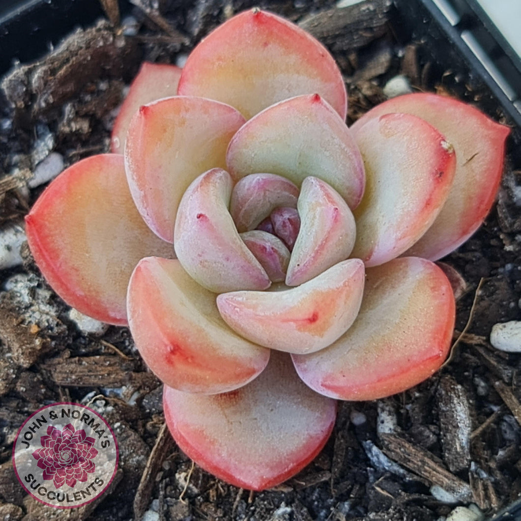 Echeveria 'Candy Puff' - John & Norma's Succulents