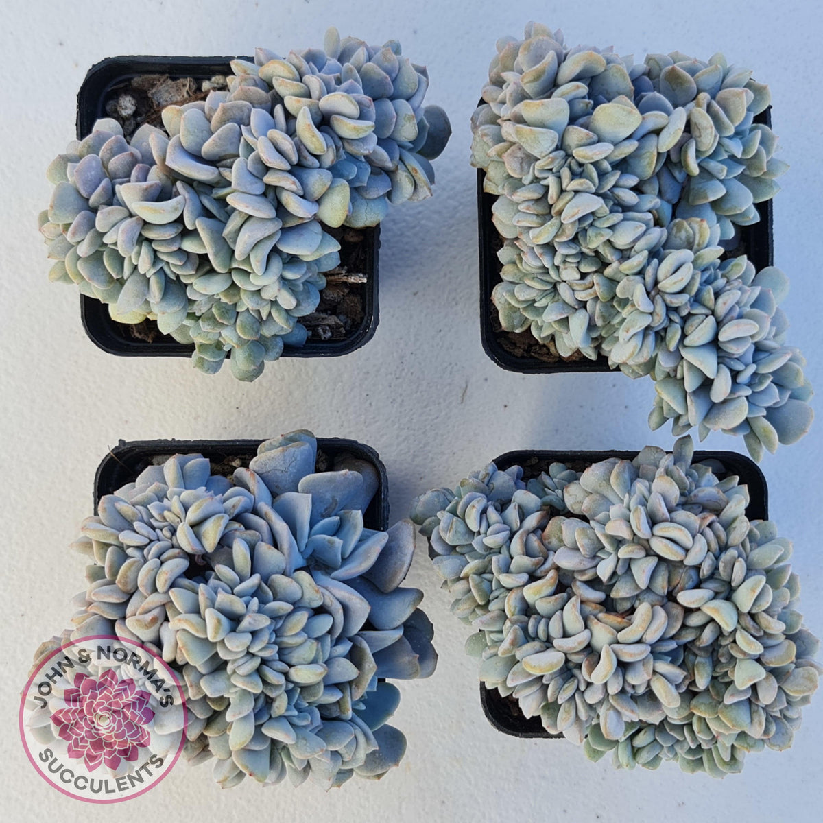 Echeveria 'Cubic Frost' Crest