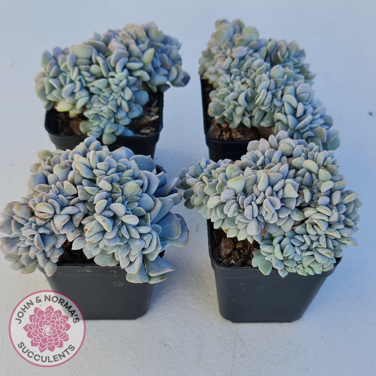 Echeveria 'Cubic Frost' Crest