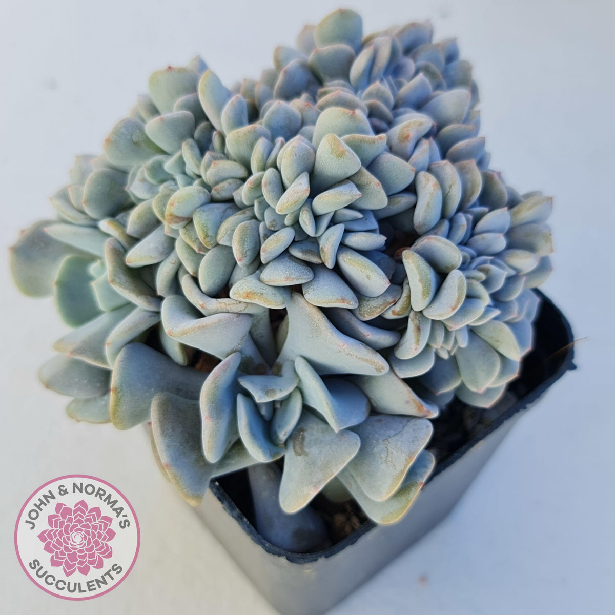 Echeveria 'Cubic Frost' Crest