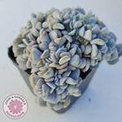Echeveria 'Cubic Frost' Crest