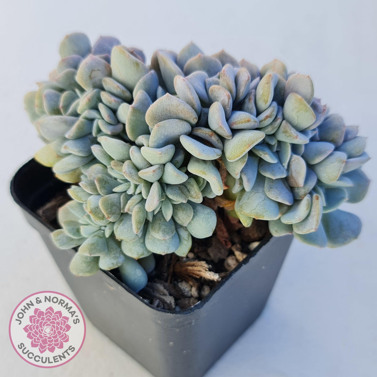 Echeveria 'Cubic Frost' Crest