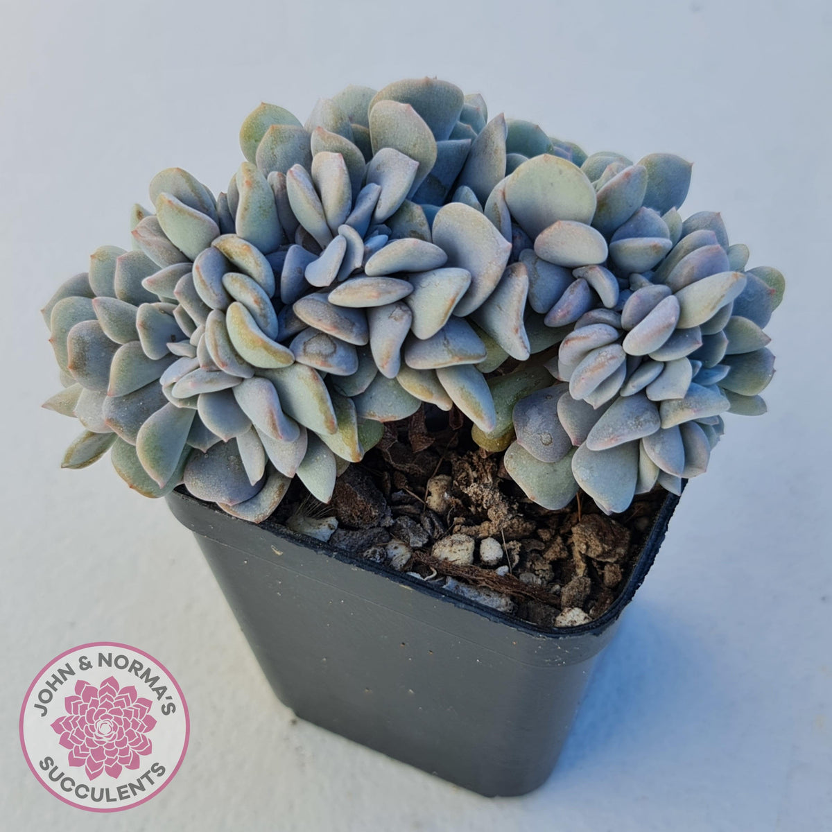 Echeveria 'Cubic Frost' Crest