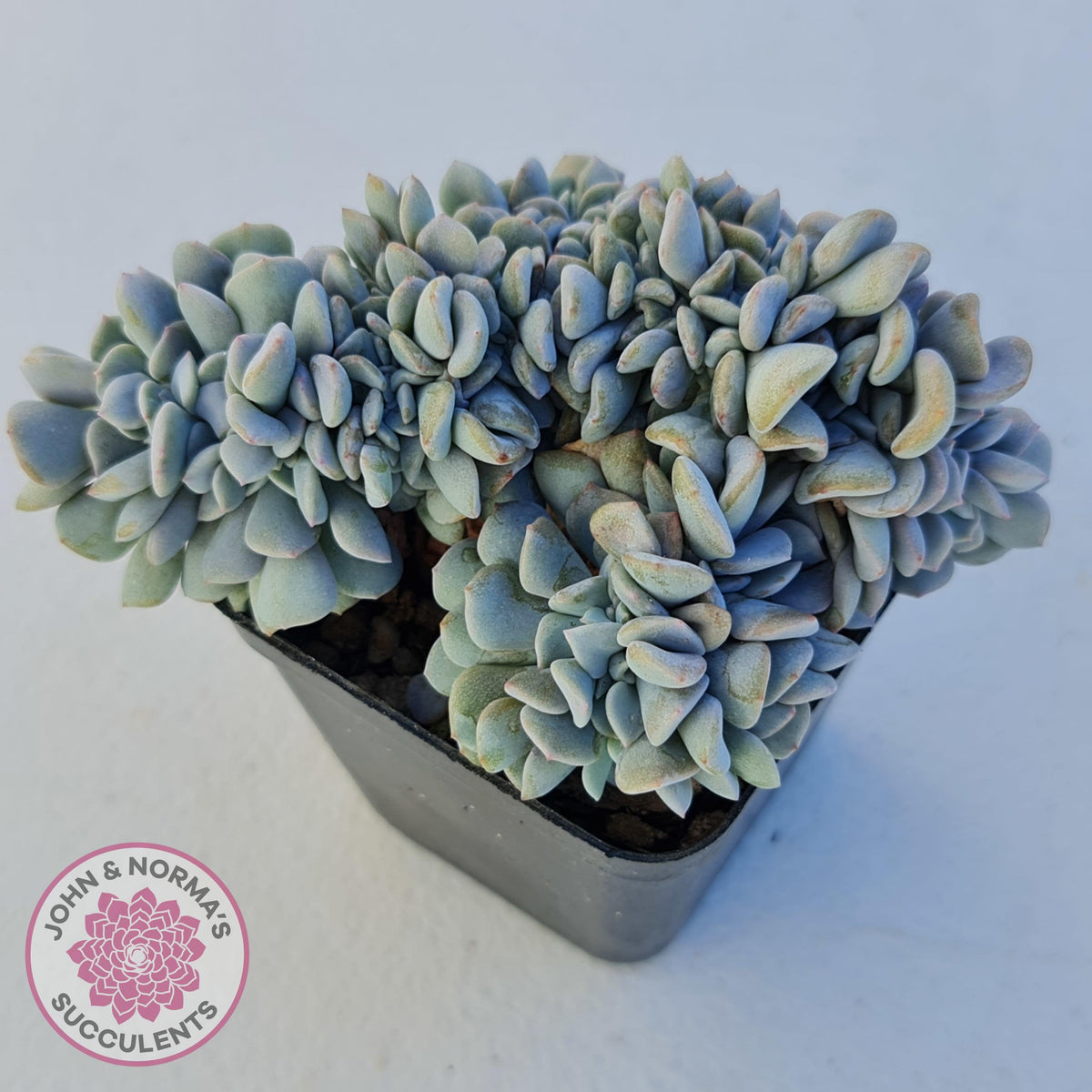 Echeveria 'Cubic Frost' Crest