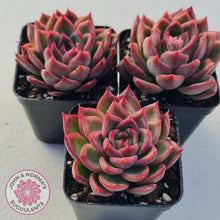 Load image into Gallery viewer, Echeveria Agavoides Floridity - John &amp; Norma&#39;s Succulents
