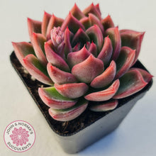 Load image into Gallery viewer, Echeveria Agavoides Floridity - John &amp; Norma&#39;s Succulents
