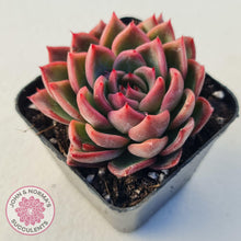 Load image into Gallery viewer, Echeveria Agavoides Floridity - John &amp; Norma&#39;s Succulents
