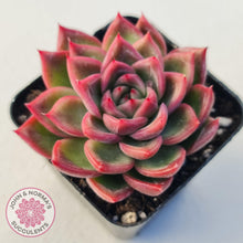 Load image into Gallery viewer, Echeveria Agavoides Floridity - John &amp; Norma&#39;s Succulents
