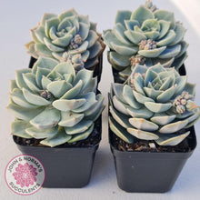 Load image into Gallery viewer, Graptoveria Titubans - John &amp; Norma&#39;s Succulents
