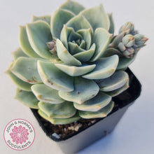 Load image into Gallery viewer, Graptoveria Titubans - John &amp; Norma&#39;s Succulents
