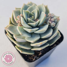 Load image into Gallery viewer, Graptoveria Titubans - John &amp; Norma&#39;s Succulents
