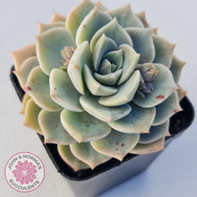 Load image into Gallery viewer, Graptoveria Titubans - John &amp; Norma&#39;s Succulents
