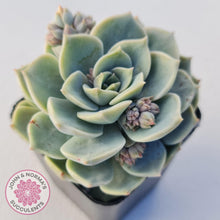 Load image into Gallery viewer, Graptoveria Titubans - John &amp; Norma&#39;s Succulents
