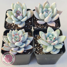 Load image into Gallery viewer, Echeveria Candy Heart - John &amp; Norma&#39;s Succulents
