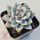 Echeveria 'Candy Heart'