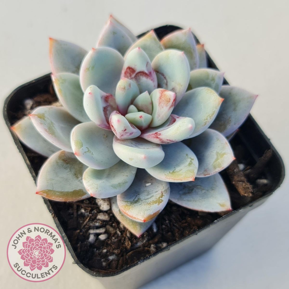Echeveria 'Candy Heart'