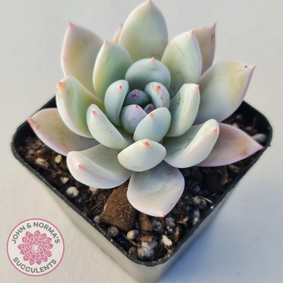 Echeveria 'Candy Heart'