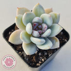 Echeveria 'Candy Heart'