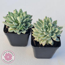 Load image into Gallery viewer, Echeveria Green Emerald variegata - John &amp; Norma&#39;s Succulents
