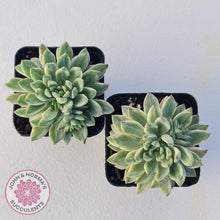 Load image into Gallery viewer, Echeveria Green Emerald variegata - John &amp; Norma&#39;s Succulents
