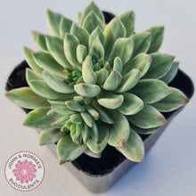 Load image into Gallery viewer, Echeveria Green Emerald variegata - John &amp; Norma&#39;s Succulents
