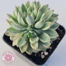 Load image into Gallery viewer, Echeveria Green Emerald variegata - John &amp; Norma&#39;s Succulents
