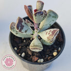 Adromischus triflorus