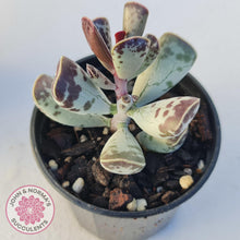 Load image into Gallery viewer, Adromischus Triflorus - John &amp; Norma&#39;s Succulents
