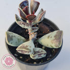 Adromischus triflorus