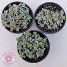Crassula namaquensis ssp. comptonii