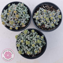 Load image into Gallery viewer, Crassula namaquensis ssp. comptonii - John &amp; Norma&#39;s Succulents
