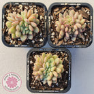Echeveria Ling Snow Crest