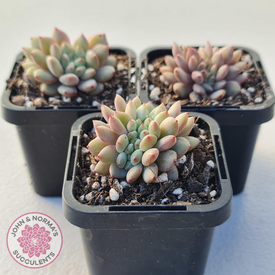 Echeveria Ling Snow Crest - John & Norma's Succulents