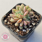 Echeveria Ling Snow Crest