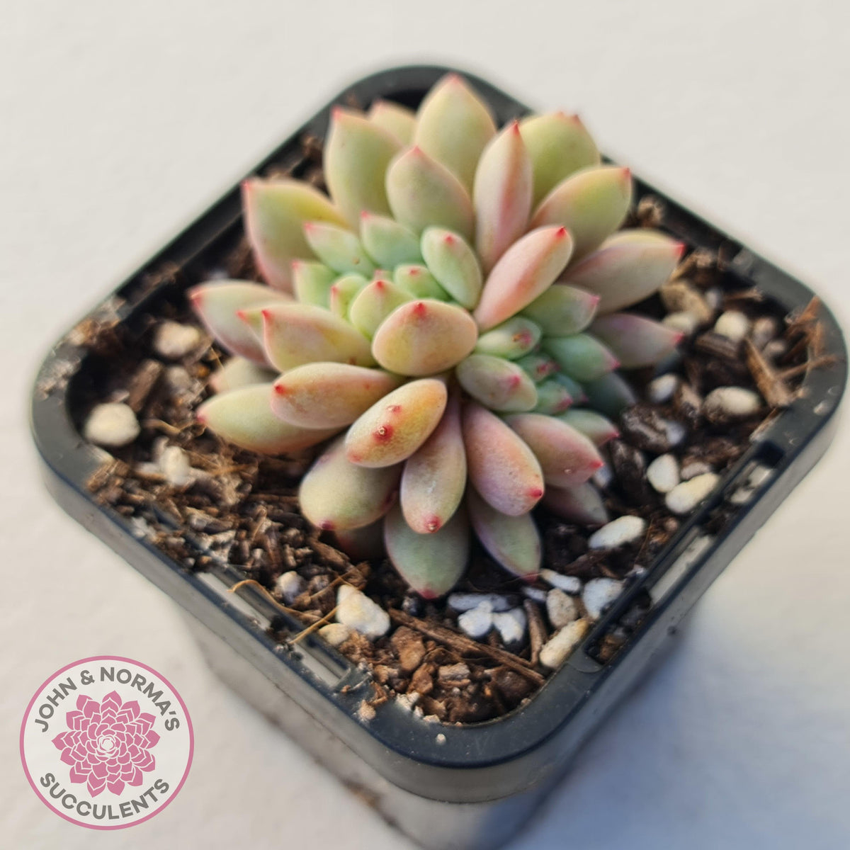 Echeveria Ling Snow Crest